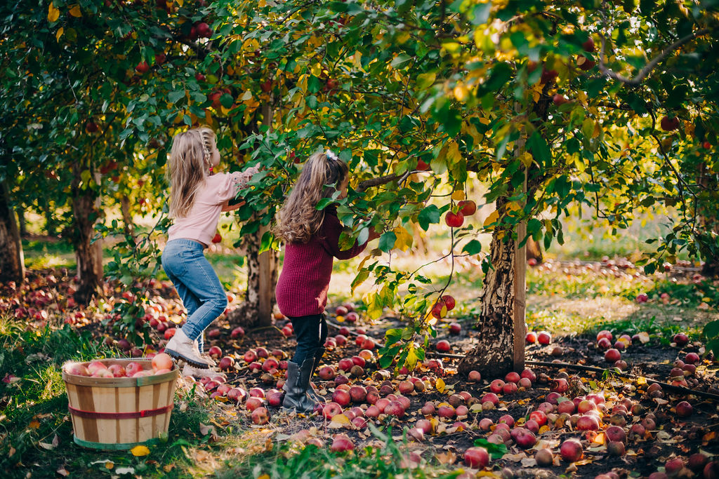 Children picking apples at apple orchard in Burnsville, Minnesota