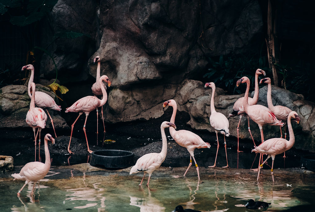 Flamingos at Minnesota Zoo